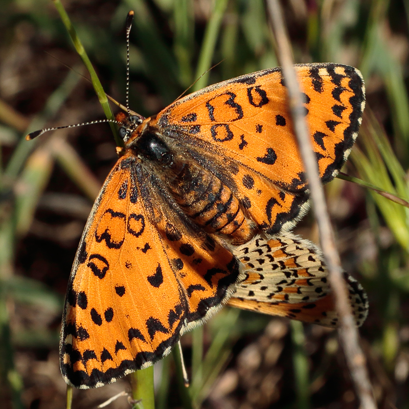 Melitaea trivia