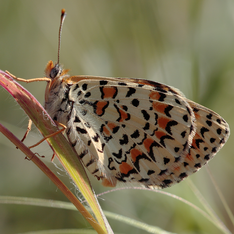 Melitaea trivia