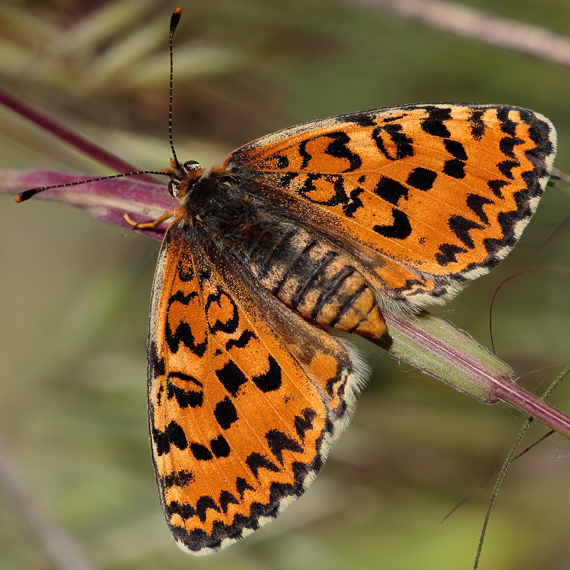 Melitaea trivia