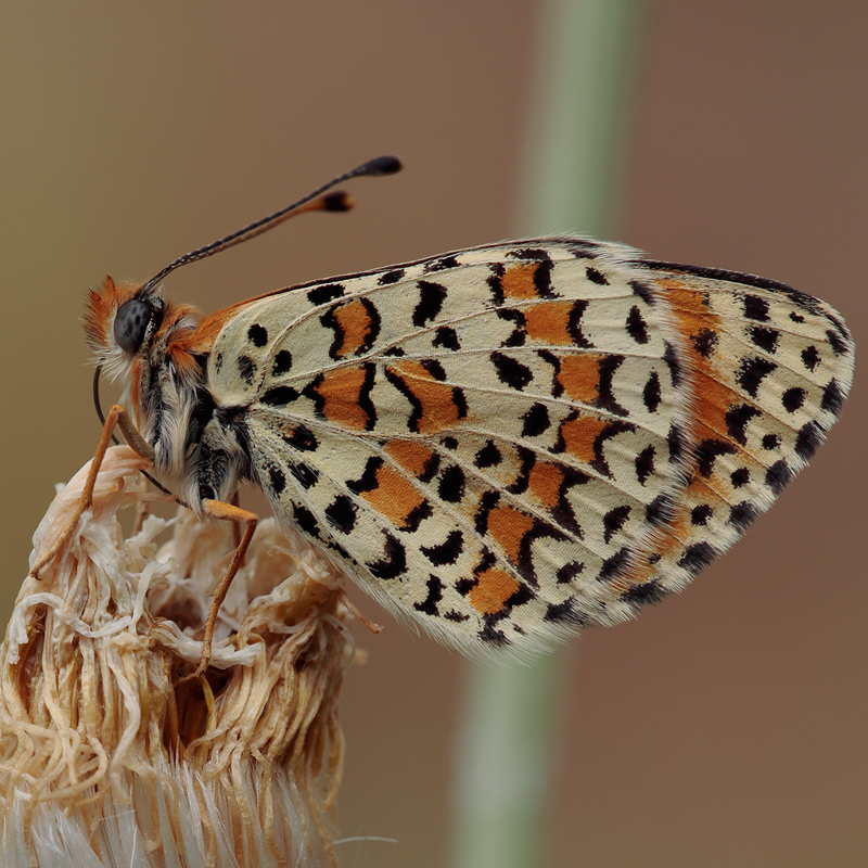 Melitaea trivia