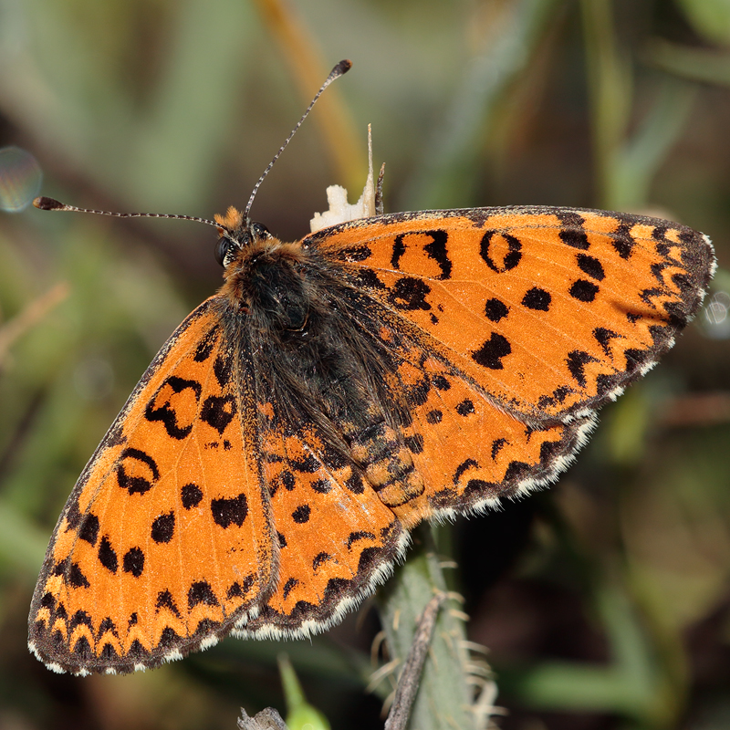 Melitaea trivia