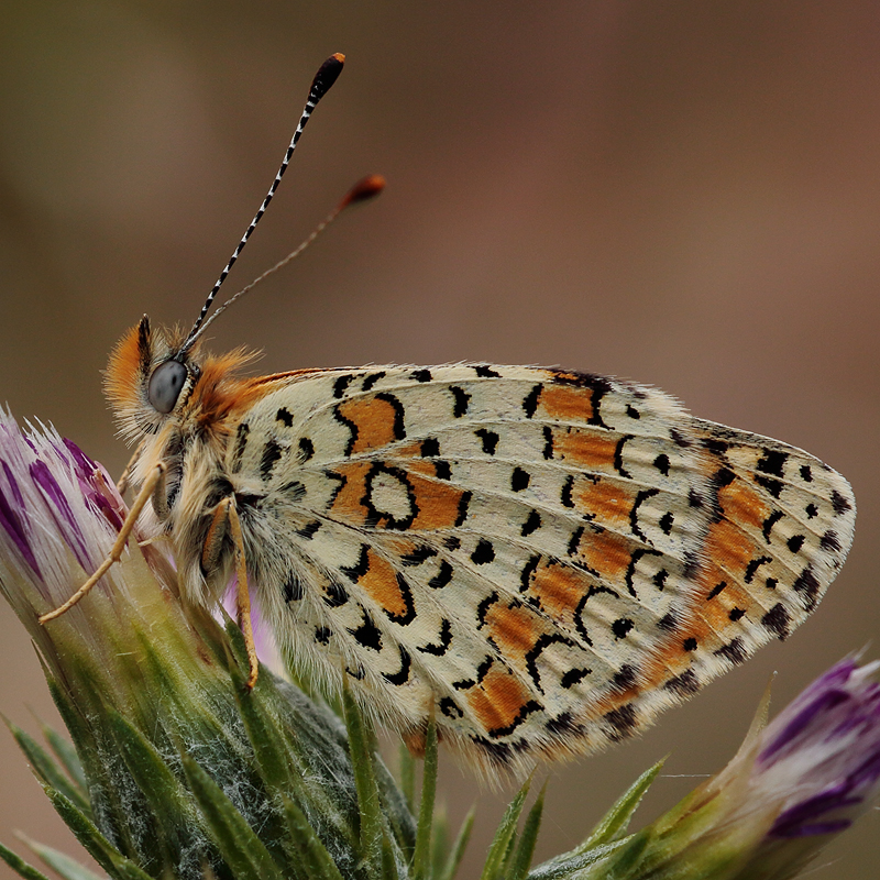 Melitaea collina