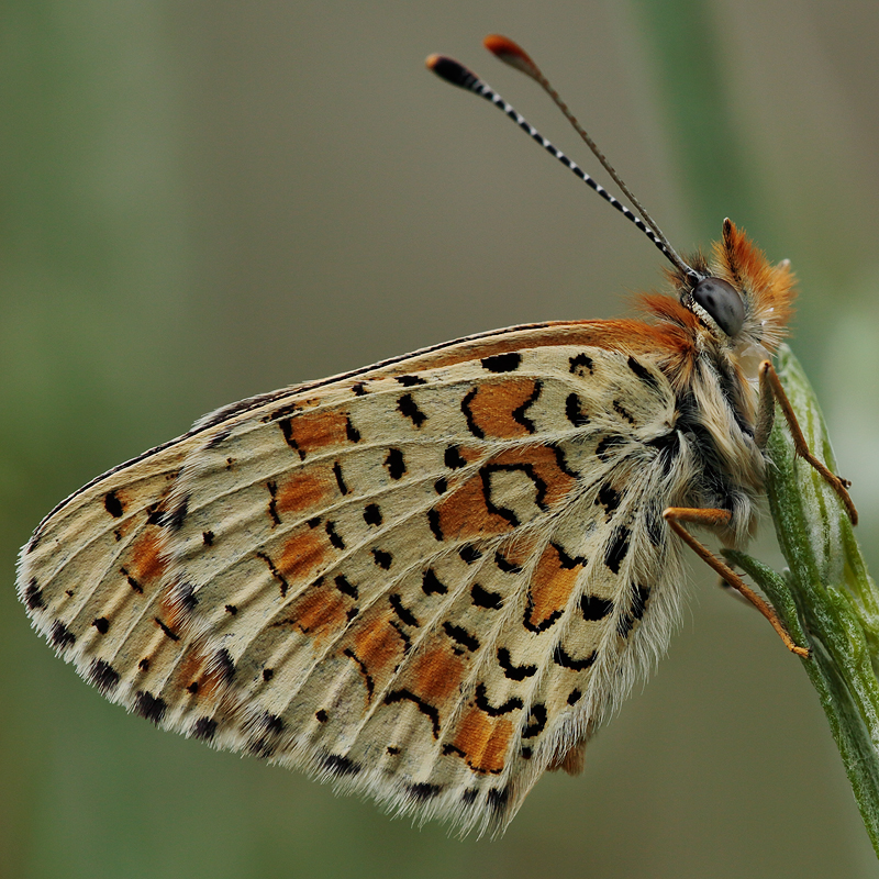 Melitaea collina