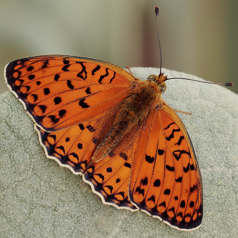 Argynnis niobe