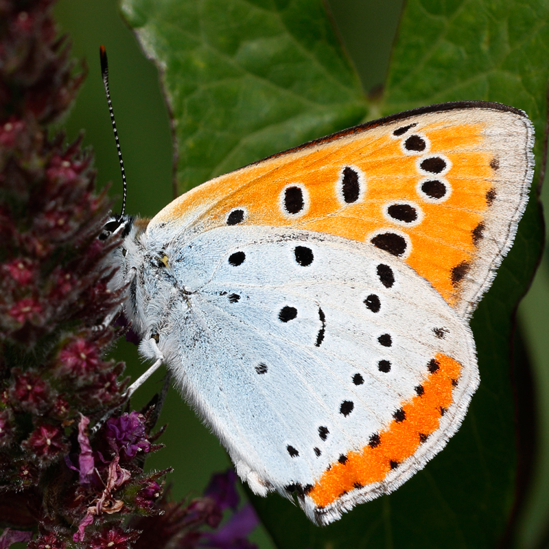 Lycaena dispar (batava)