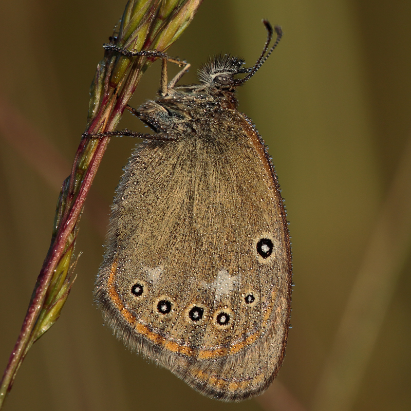 Coenonympha glycerion