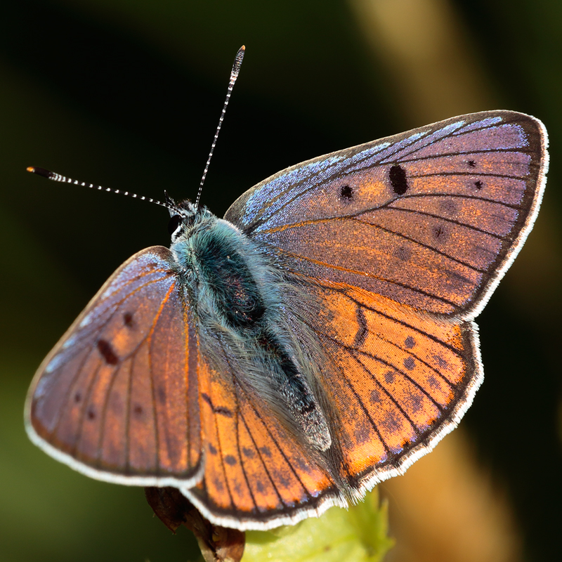 Lycaena alciphron