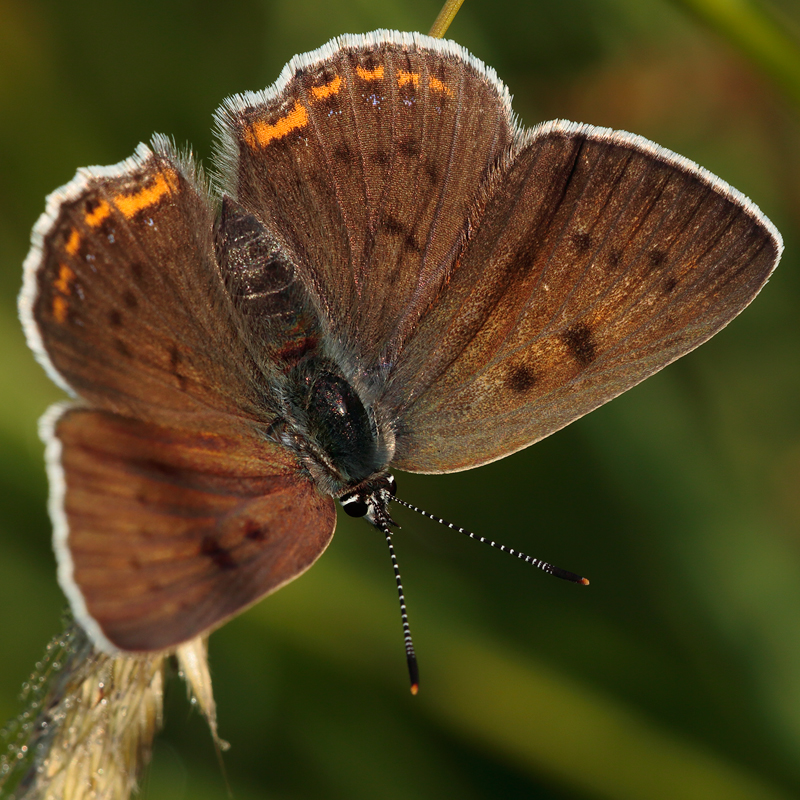 Lycaena alciphron