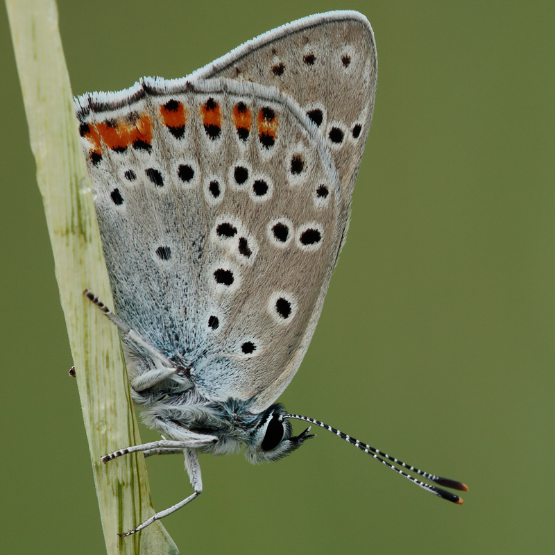 Lycaena alciphron