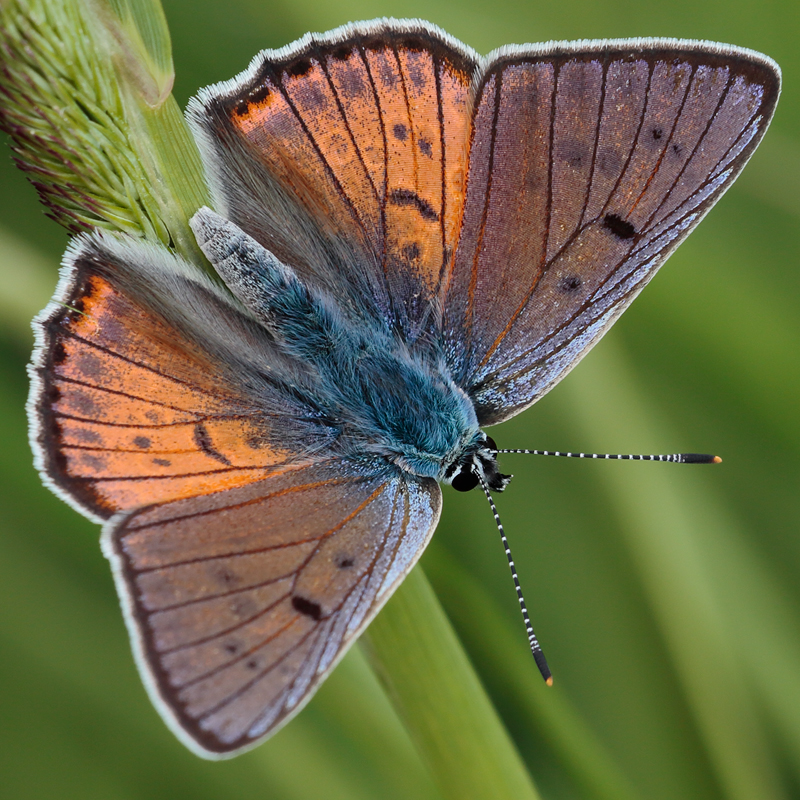 Lycaena alciphron