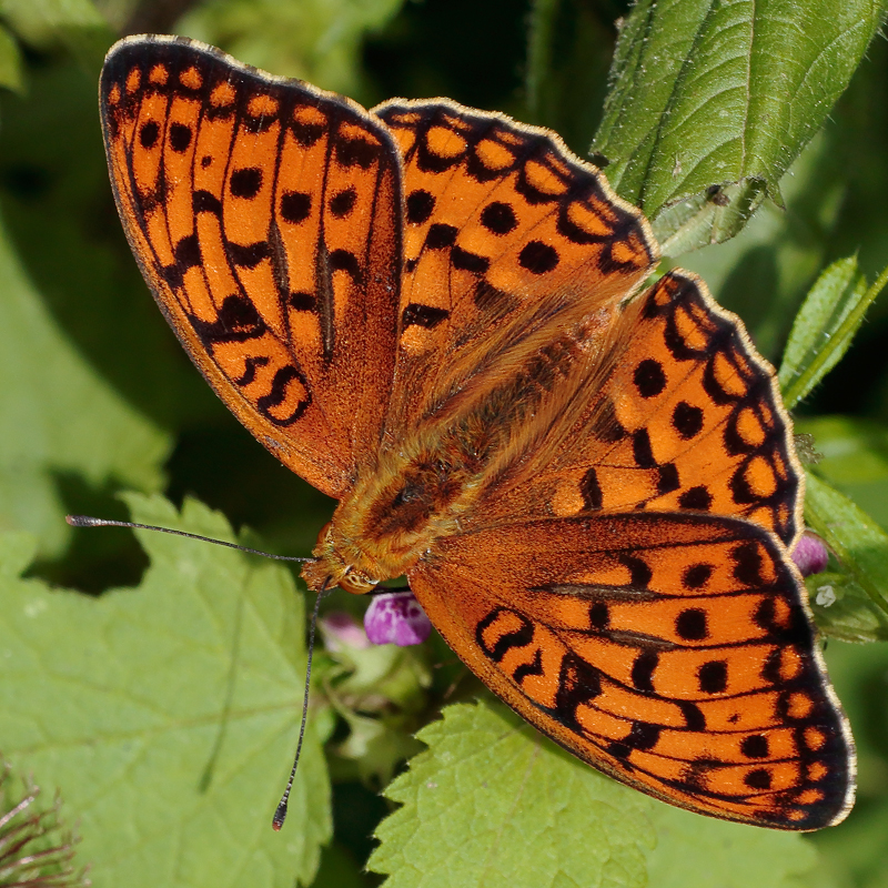 Fabriciana adippe