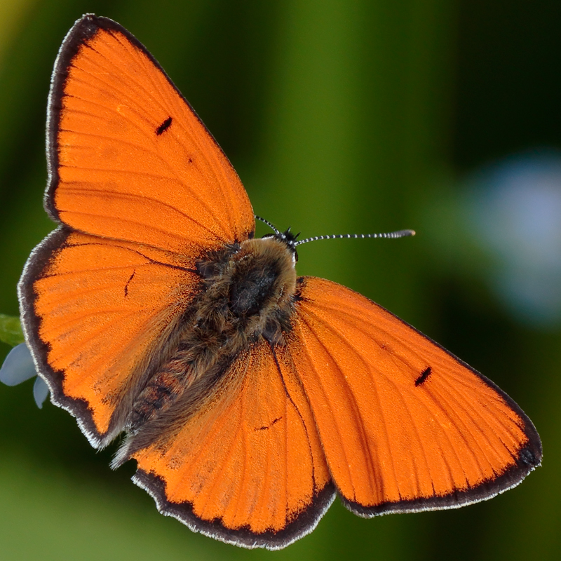 Lycaena dispar (rutilus hungarica)