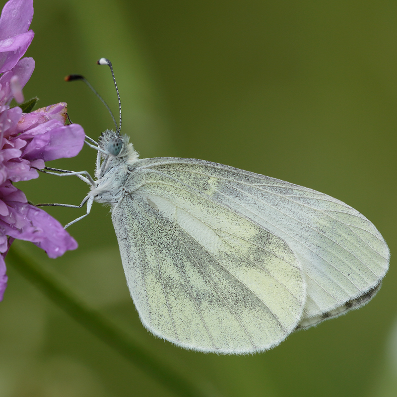 Leptidea sinapis