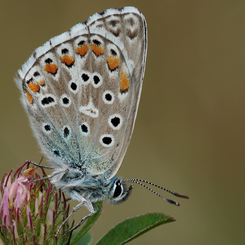 Polyommatus bellargus