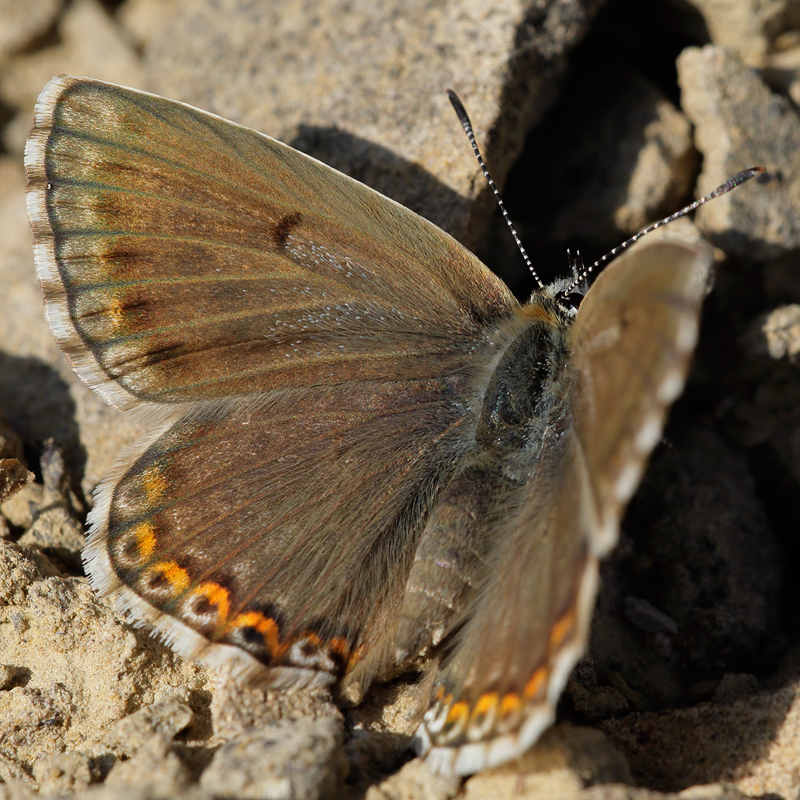 Polyommatus hispana