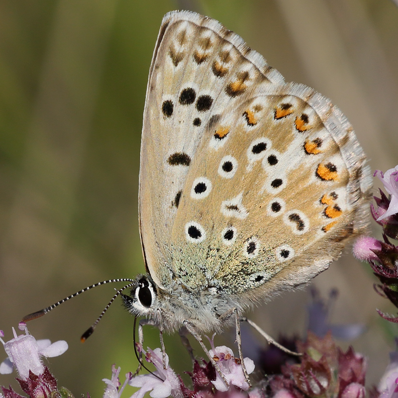 Polyommatus hispana