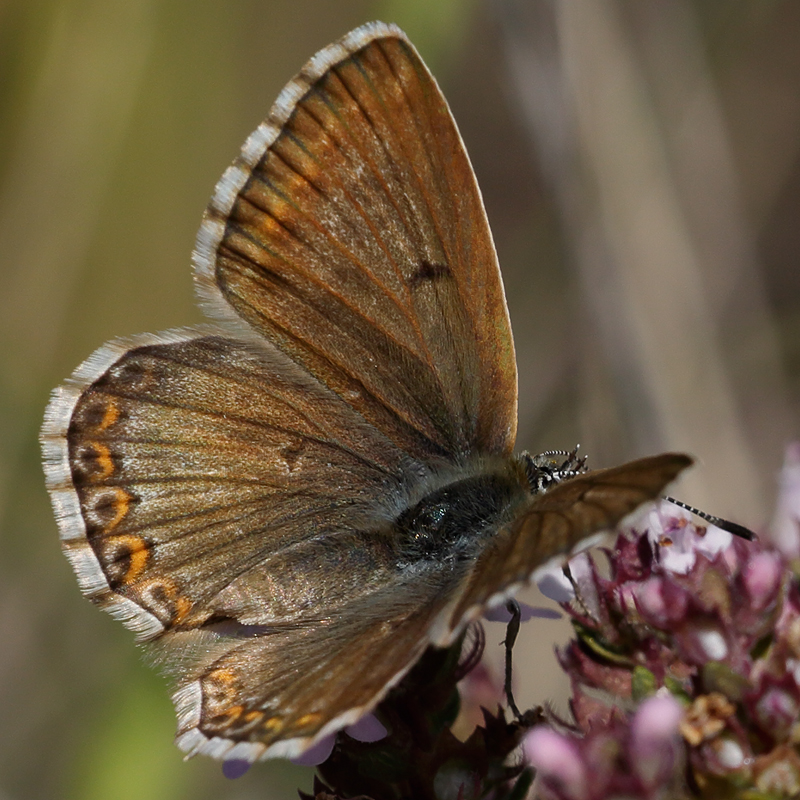 Polyommatus hispana