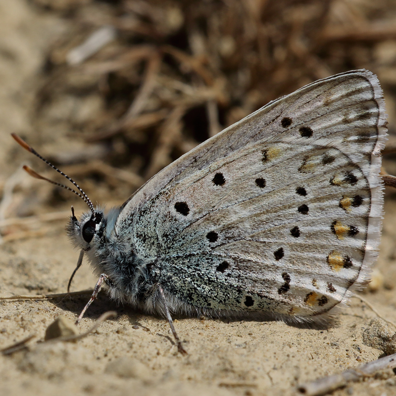 Polyommatus hispana