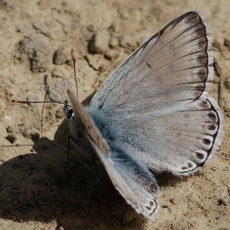 Polyommatus hispana