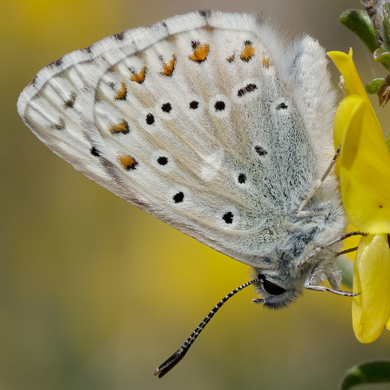 Polyommatus hispana