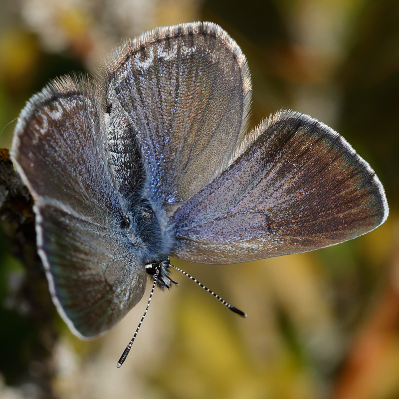 Glaucopsyche-melanops (algirica)