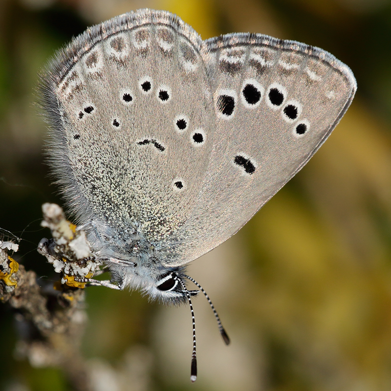 Glaucopsyche-melanops (algirica)