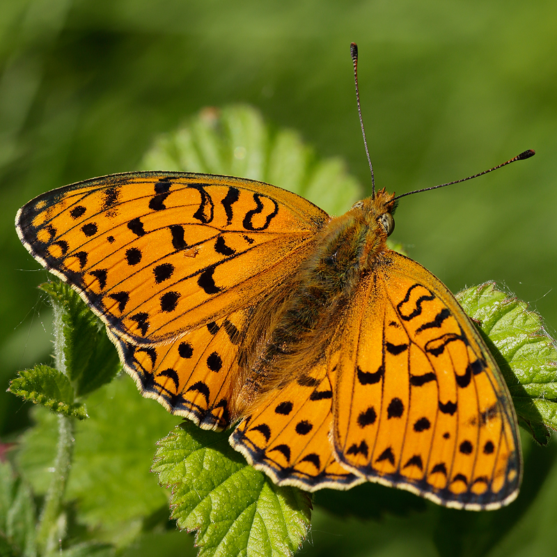 Fabriciana niobe