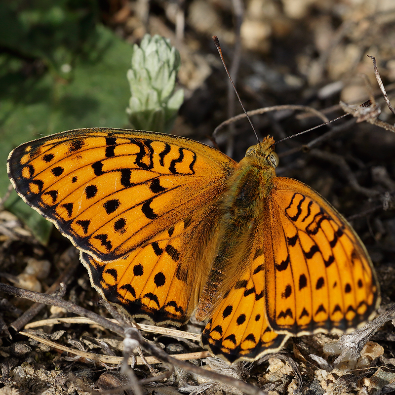 Fabriciana niobe