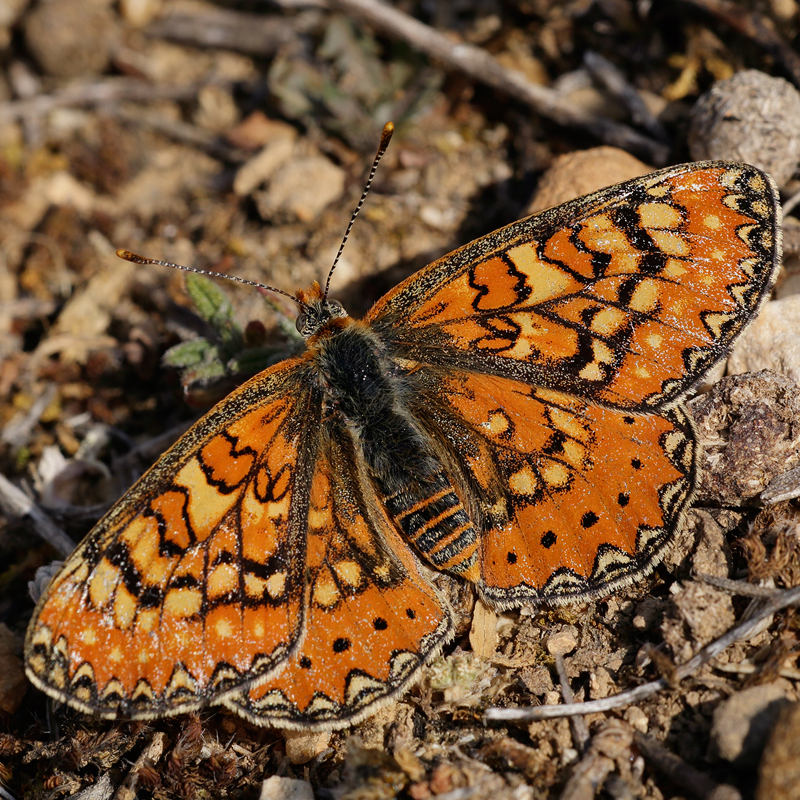 Euphydryas desfontainii