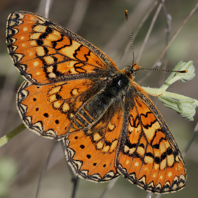 Euphydryas desfontainii