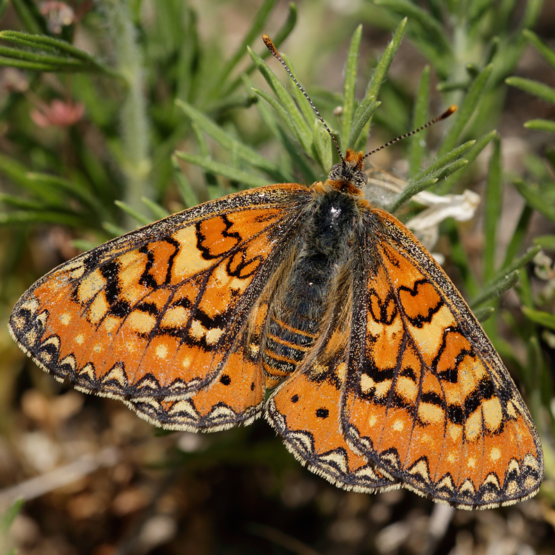 Euphydryas desfontainii