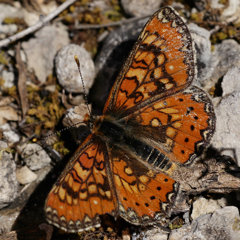 Euphydryas desfontainii