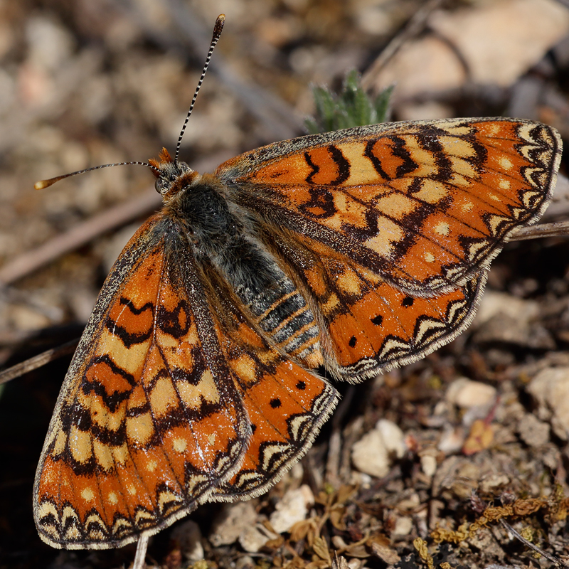 Euphydryas desfontainii