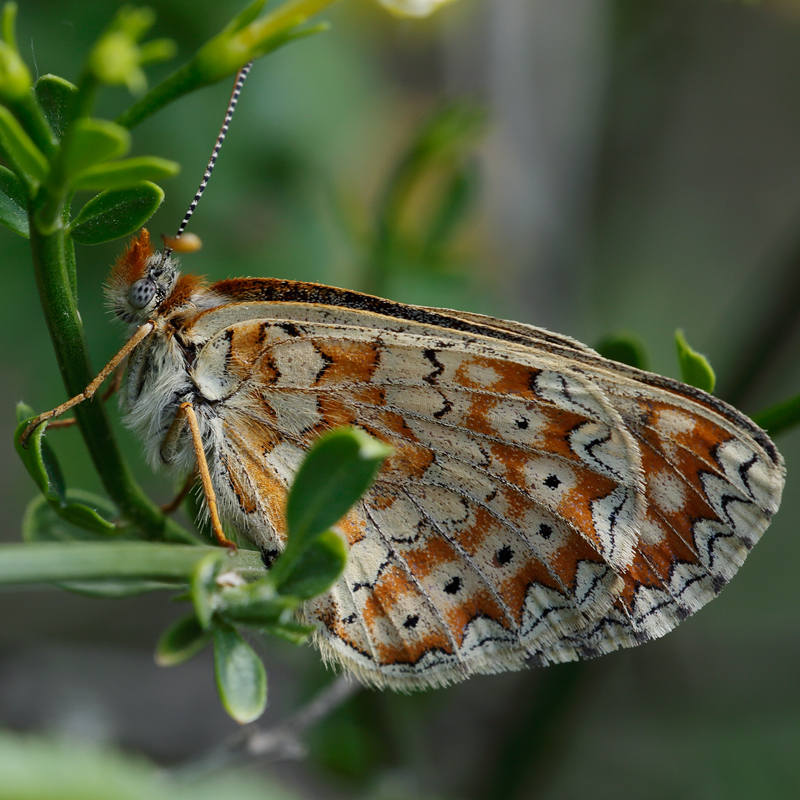 Euphydryas desfontainii