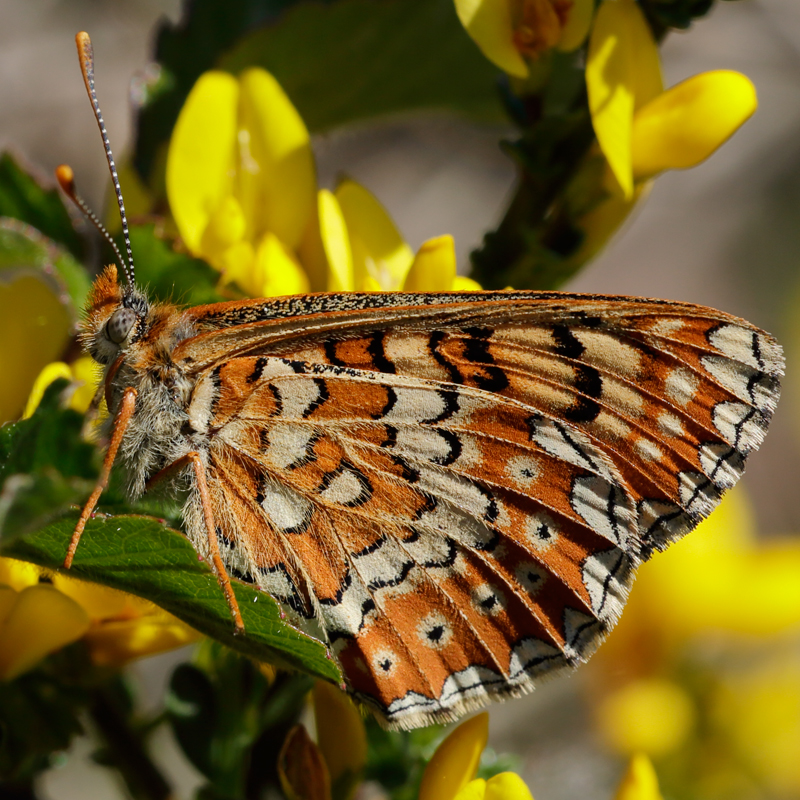 Euphydryas desfontainii