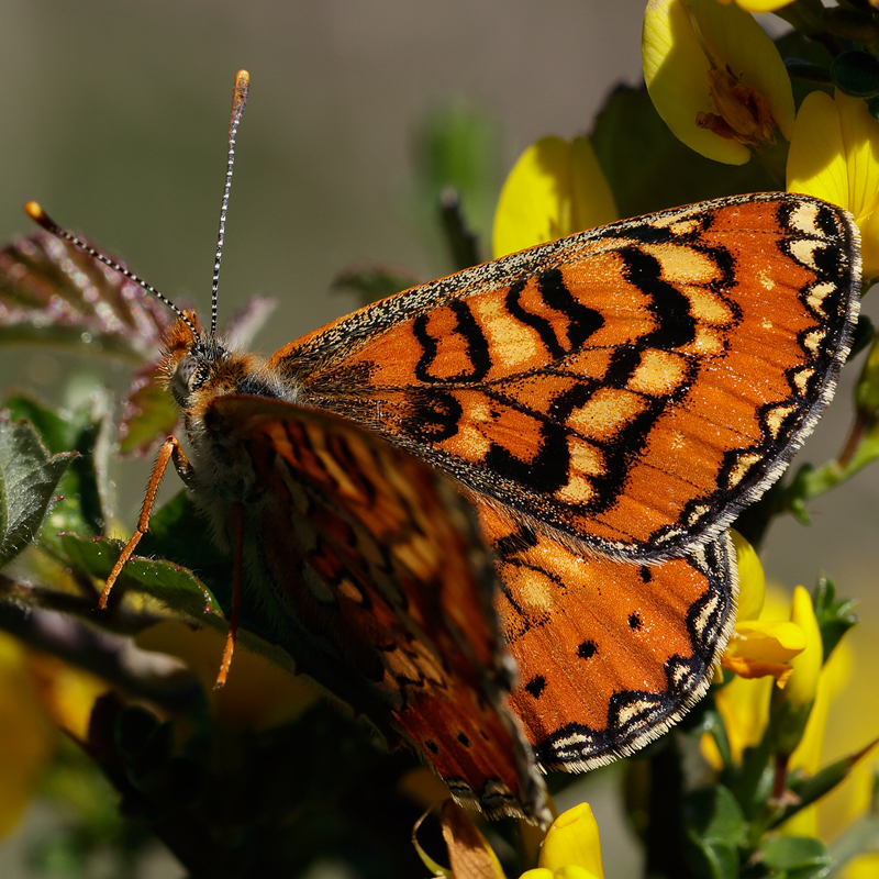 Euphydryas desfontainii