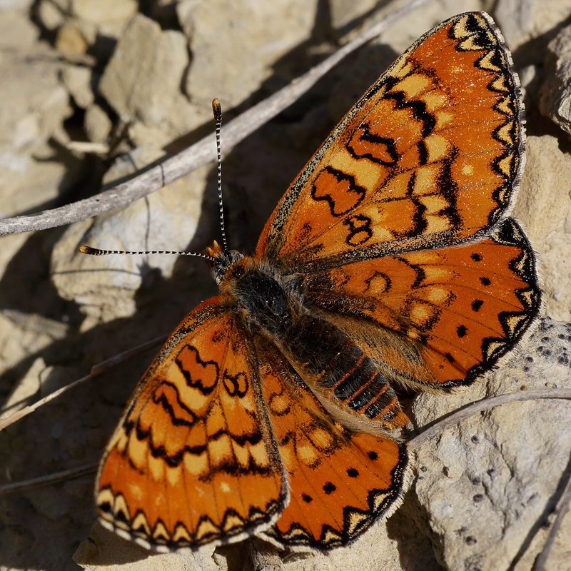 Euphydryas desfontainii