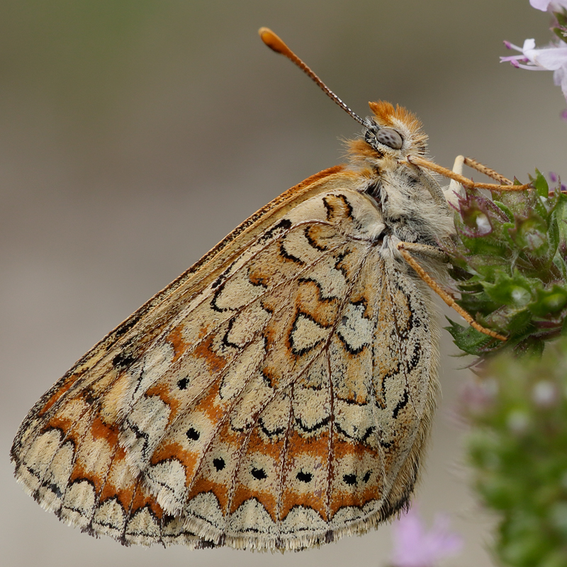 Euphydryas desfontainii