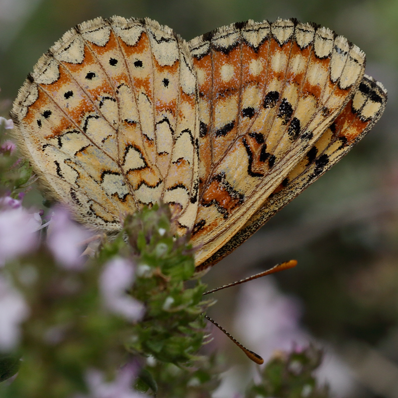 Euphydryas desfontainii