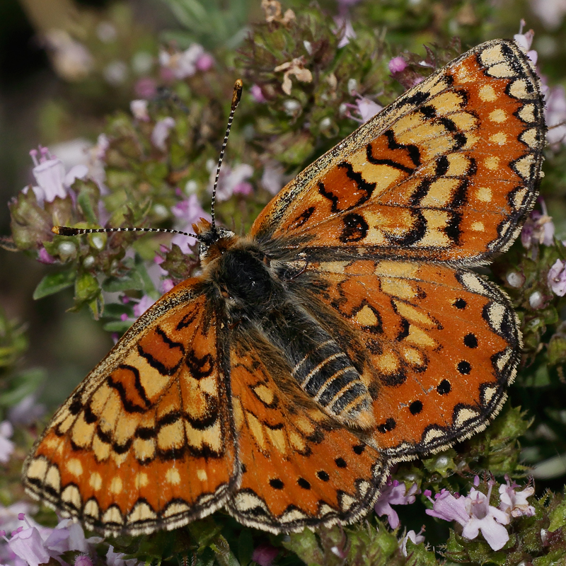 Euphydryas desfontainii