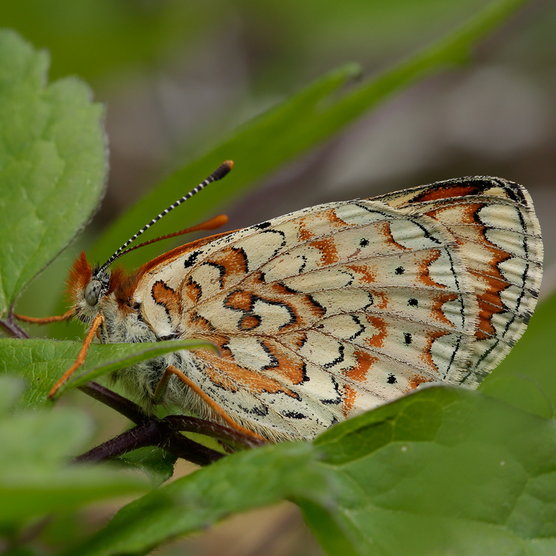 Euphydryas desfontainii