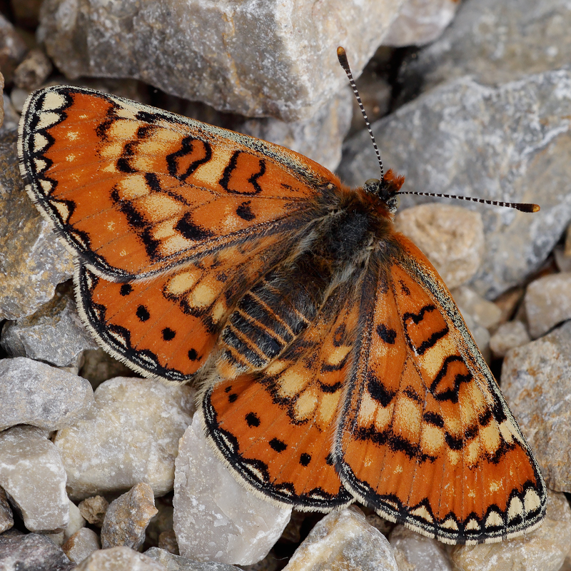 Euphydryas desfontainii