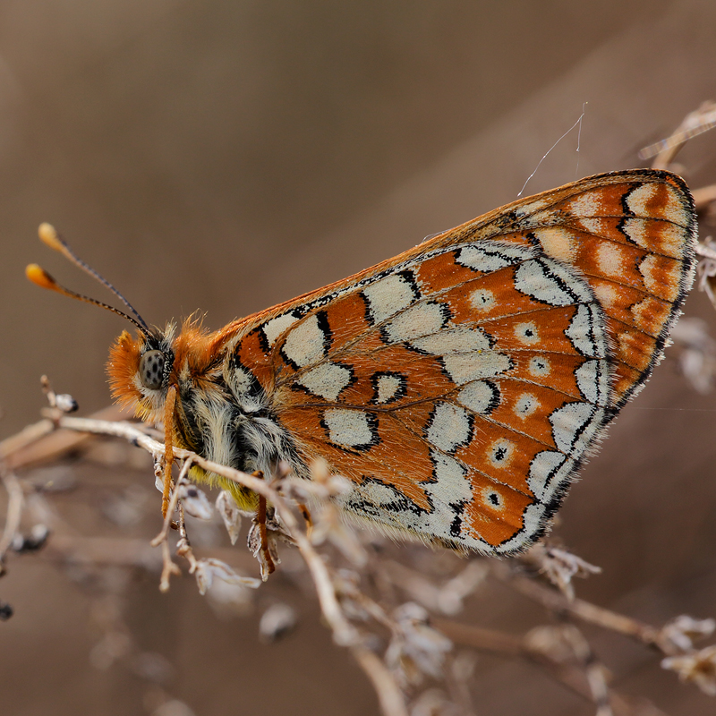 Euphydryas beckeri