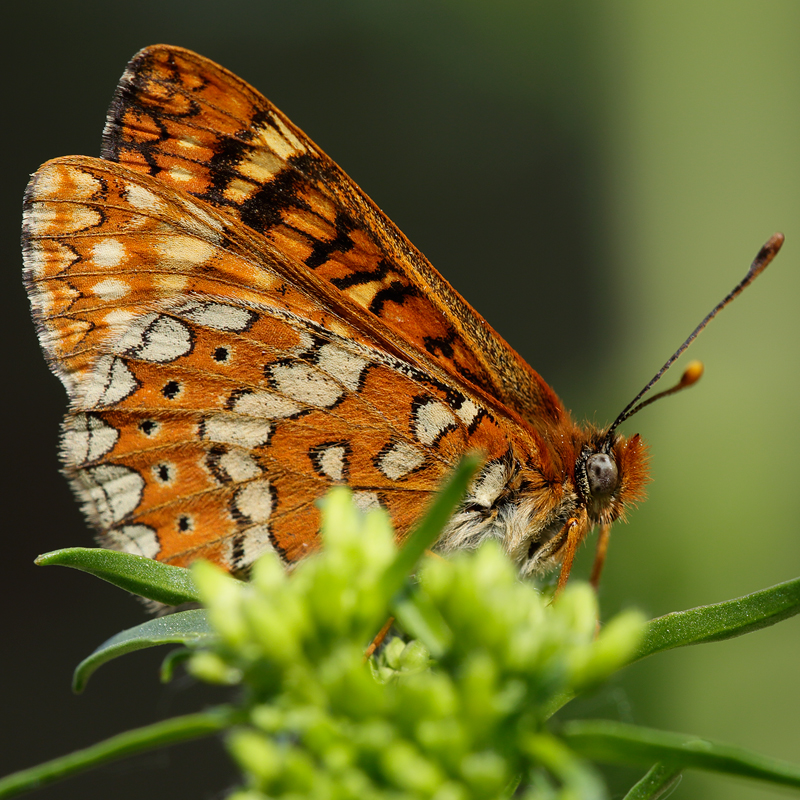 Euphydryas beckeri