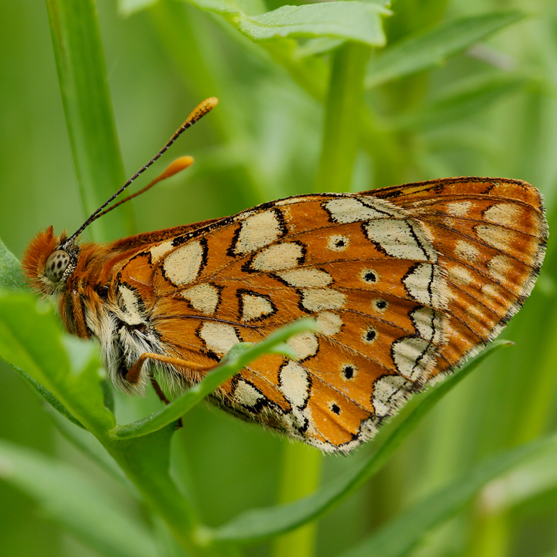 Euphydryas beckeri