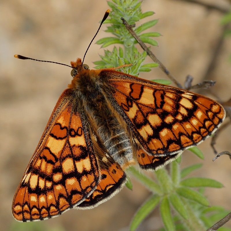 Euphydryas beckeri