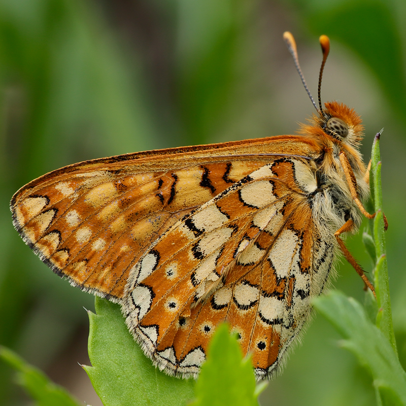 Euphydryas beckeri