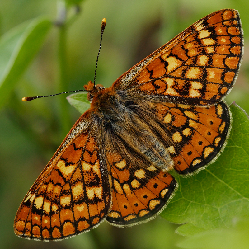 Euphydryas beckeri