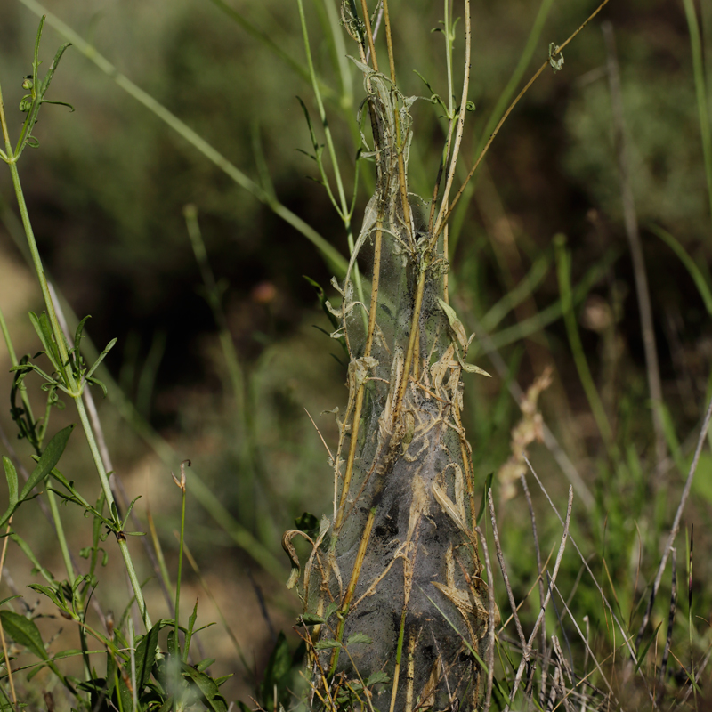 Euphydryas desfontainii webbing