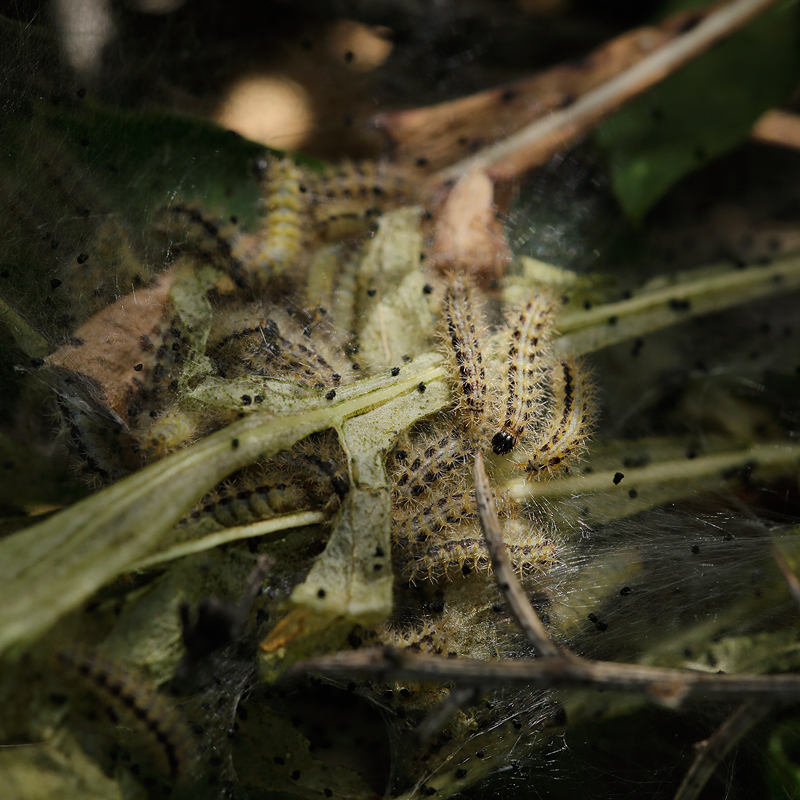 Euphydryas desfontainii larva